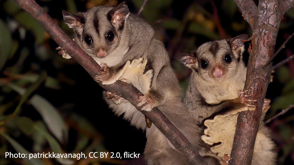 Who needs a cape when you have a patagium? That’s the membrane spanning the sugar glider’s ankles to its wrists, which helps it drift between trees. This arboreal omnivore comes out at night to look for food treats like nectar, sap, lizards, and small birds.
