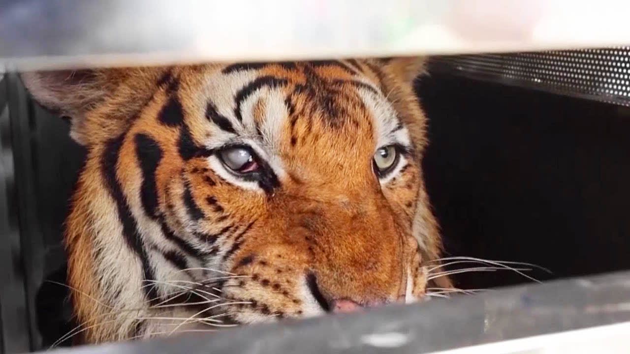 Tigers and Bear Are Rescued From Closed Zoo