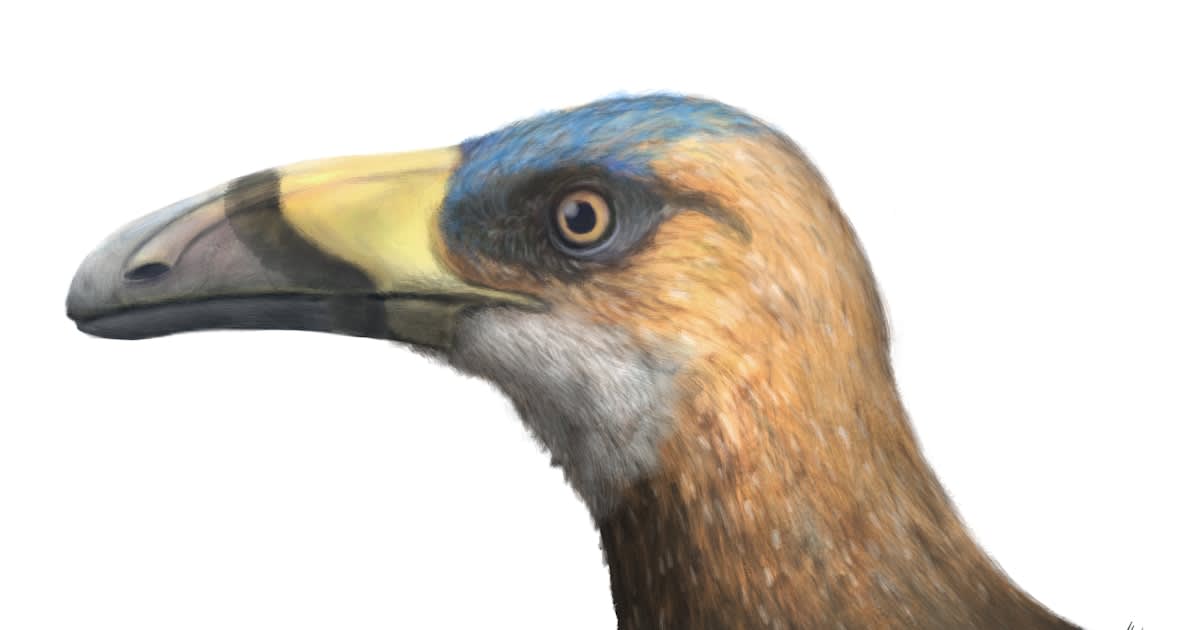The researchers first discovered the fossil of this unknown bird species a decade ago in Madagascar. The species is called Falcatakely forsterae