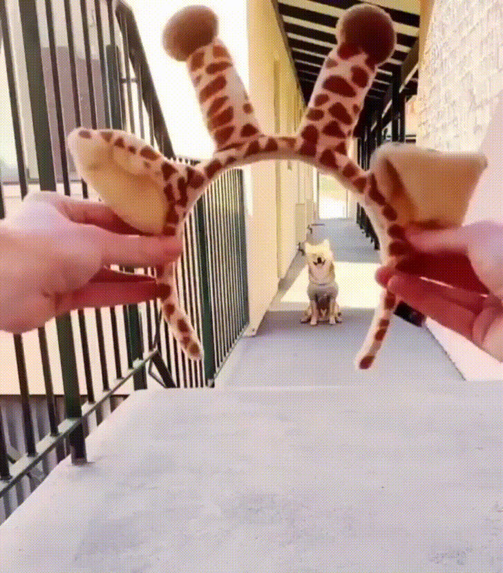Giraffe Time