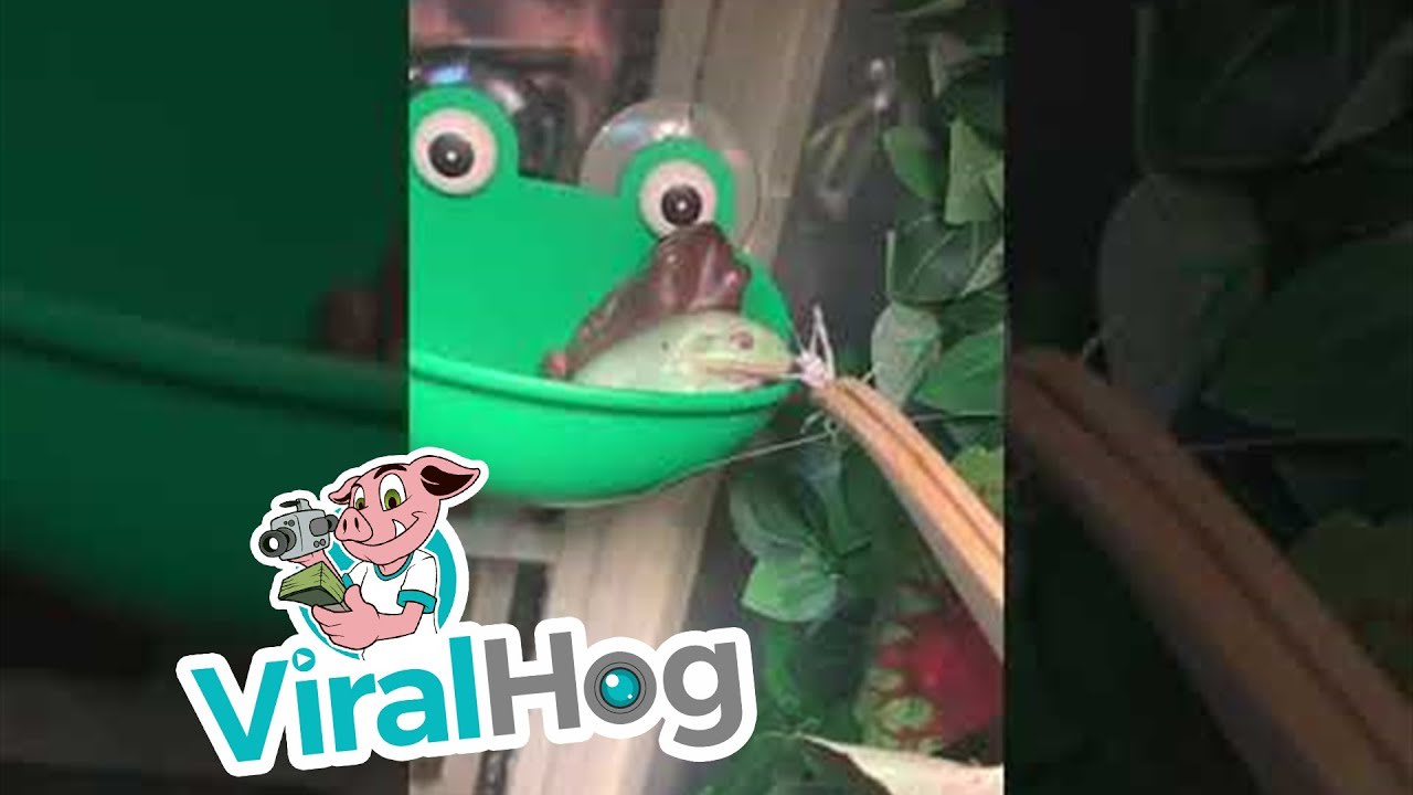 Frog Jumps Ahead at Mealtime || ViralHog