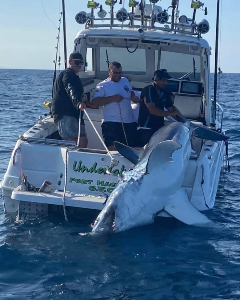 Mako shark reportedly caught today by Port Hacking Game Fishing Club, Australia. Despite being legal, with 70% of wildlife lost since 1970 and makos now classed as endangered, the selfishness and irresponsibility of killing this animal is all but criminal