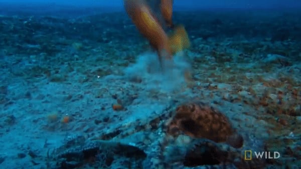 An octopus learned a valuable lesson about trying to catch a mantis shrimp for a meal. Before the California two-dotted octopus was able to leave the California mantis shrimp's area, the mantis shrimp managed to get in a few more powerful hammer-like blows.