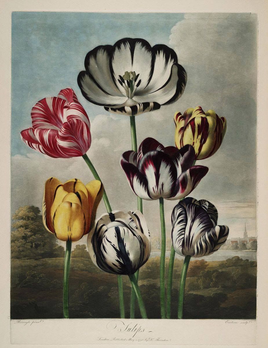 For the first day of spring ... the glorious print of tulips from Robert John Thornton's stunning “Temple of Flora” (1807): https://t.co/XjC0TYAzEz Read more about the Thornton's work here in Martin Kemp's essay here: