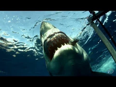 Great White Close Encounter | Spawn of Jaws