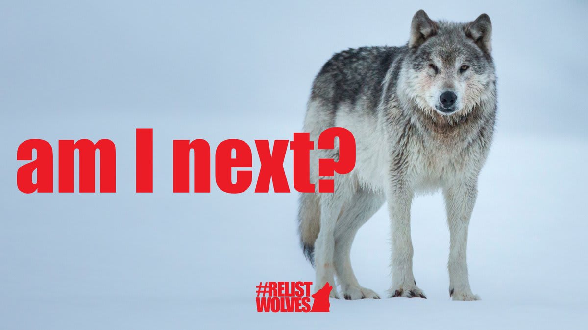 According to the @BBCScienceNews the @USFWS announced this week that 23 species have gone extinct. We CANNOT allow the wolf to become number 24. Go to https://t.co/HbrLRWb4BV now to ACT!