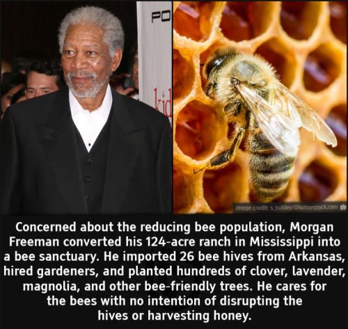 Morgan Freeman decided to convert his 124-acre Mississippi ranch into a bee sanctuary.
