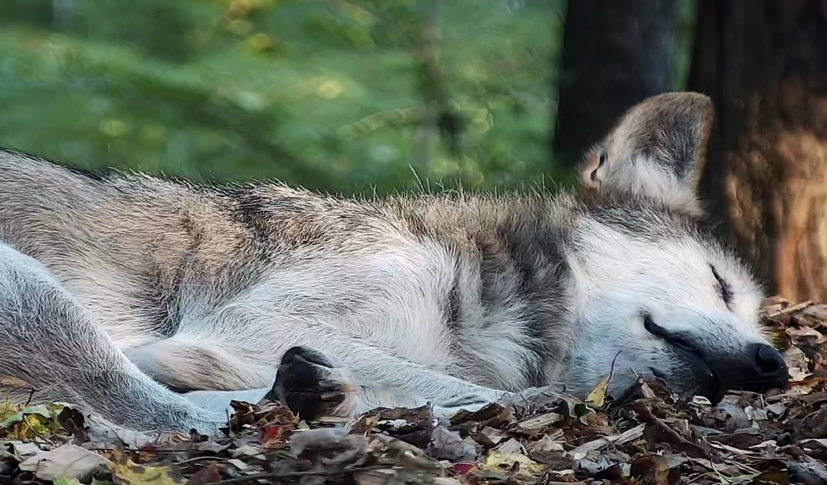 Dreaming of a world where vibrant populations of wolves roam wild landscapes across the continent; where no species of wolf cowers on the edge of extinction. Curl up with Mexican gray wolf Diego right now via live webcam ➡️