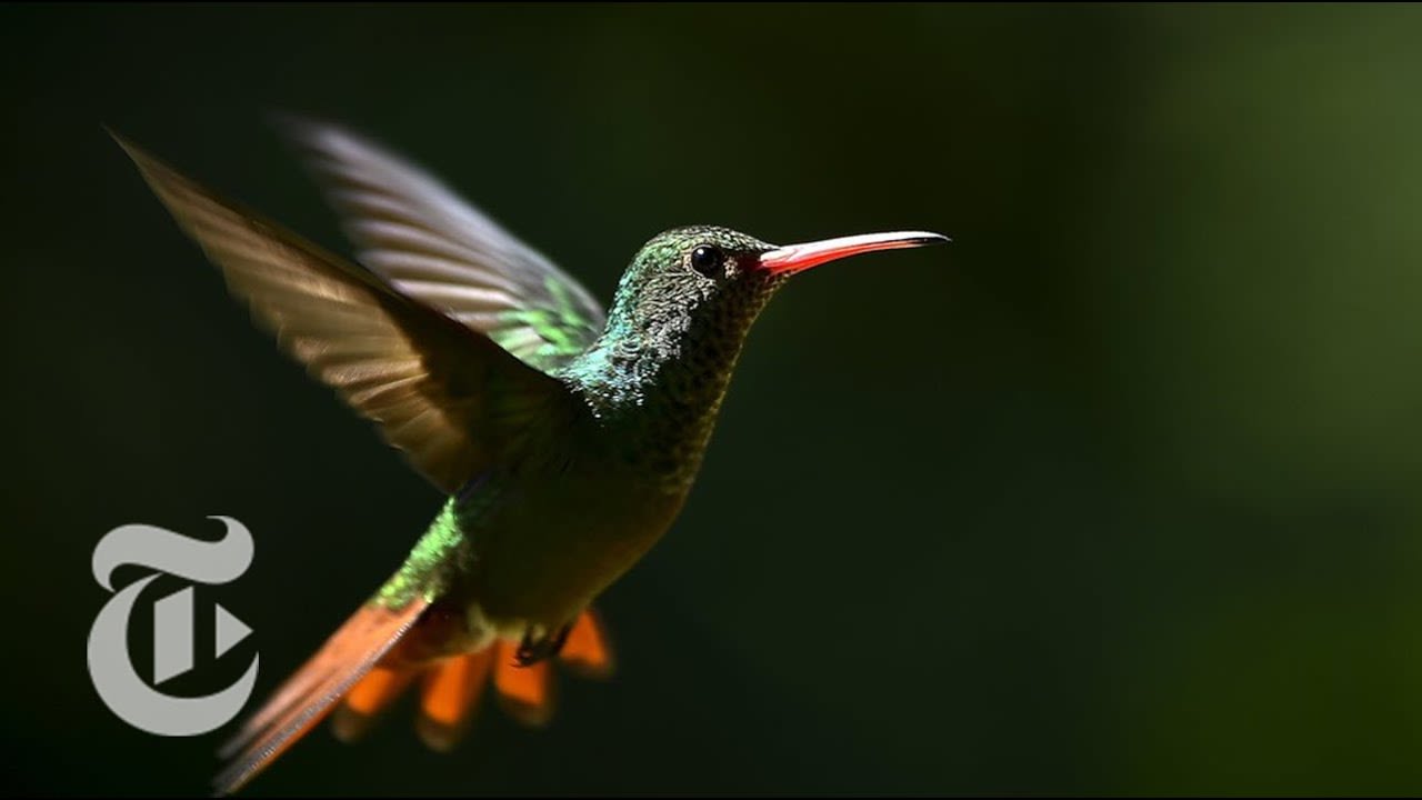 How a Hummingbird Flies in the Wind | ScienceTake | The New York Times