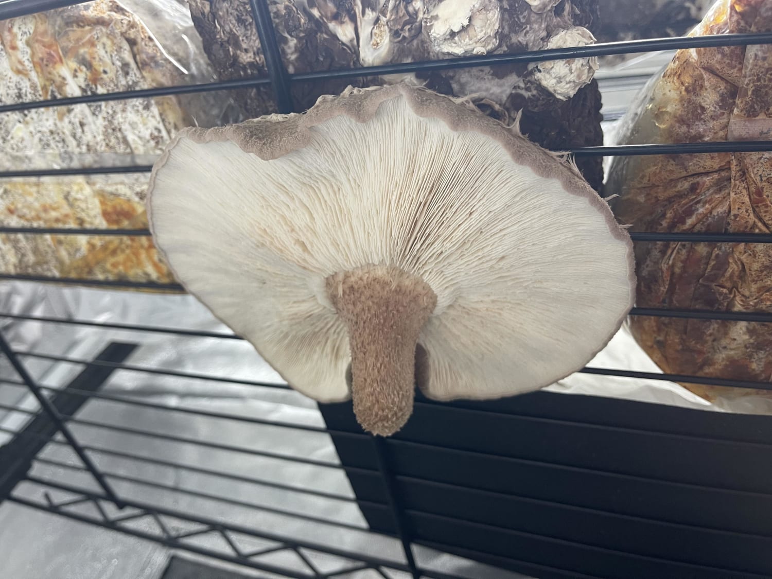This shiitake fruited under my shelf overnight. It was an absolute unit. Almost 9 inches wide