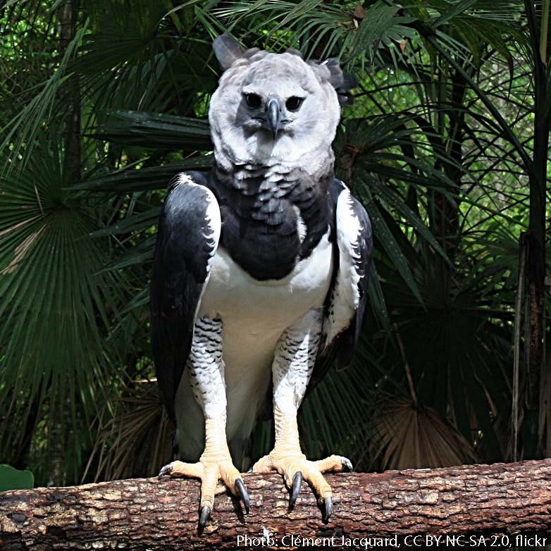 The Harpy Eagle inhabits forests in Central & South America where it hunts monkeys, sloths—& sometimes even small deer. It’s considered one of the largest & most powerful eagles. Some of its impressive traits? Talons that resemble bear claws & a ~6.6-ft- (2-m)- long wingspan.
