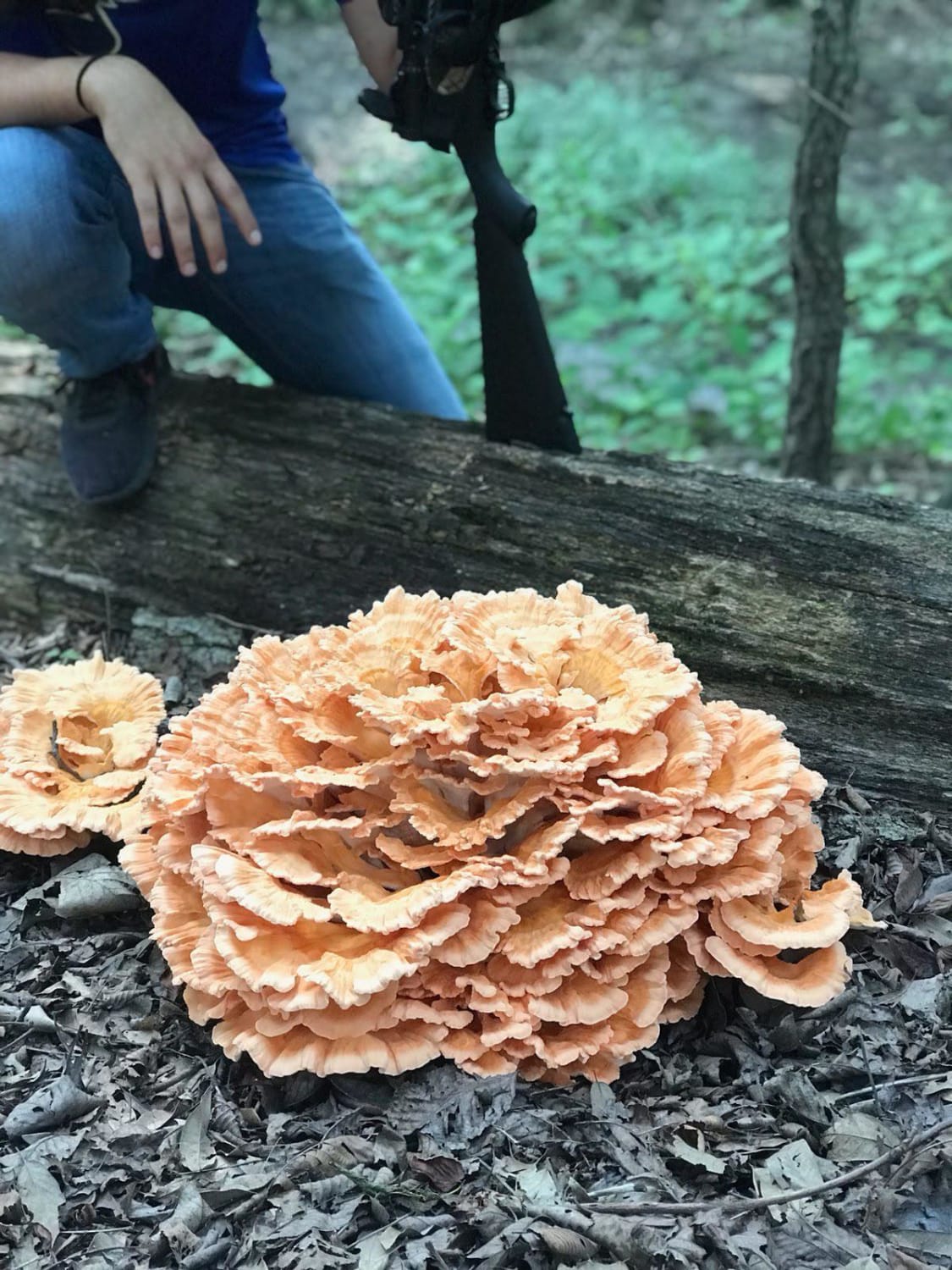 Huge Chicken of the Woods! Boyfriend for scale