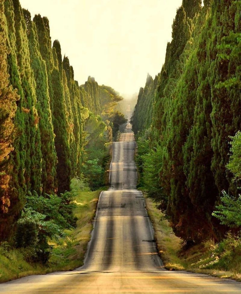 A lonely road in Tuscany ,Italy