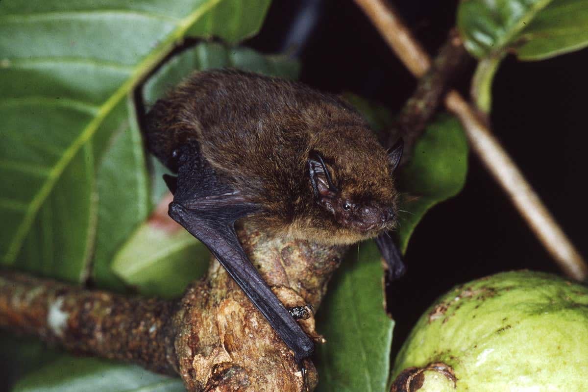 The Christmas Island Pipistrelle was the only echolocating bat on its island. Scientists first sought funding to save it in 2005, but it wasn't granted until July 2009. They were unable to catch the remaining bats and on August 26, the last individual ceased echolocating. None have been found since.