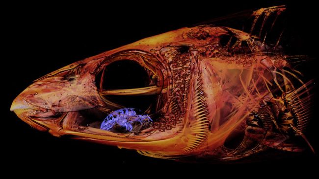 When scientists recently X-rayed a fish's head, they found a gruesome stowaway: A "vampire" crustacean had devoured, then replaced, its host's tongue.