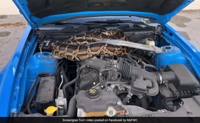 10-Foot Python Found Under The Hood Of A Car. Watch Hair-Raising Video