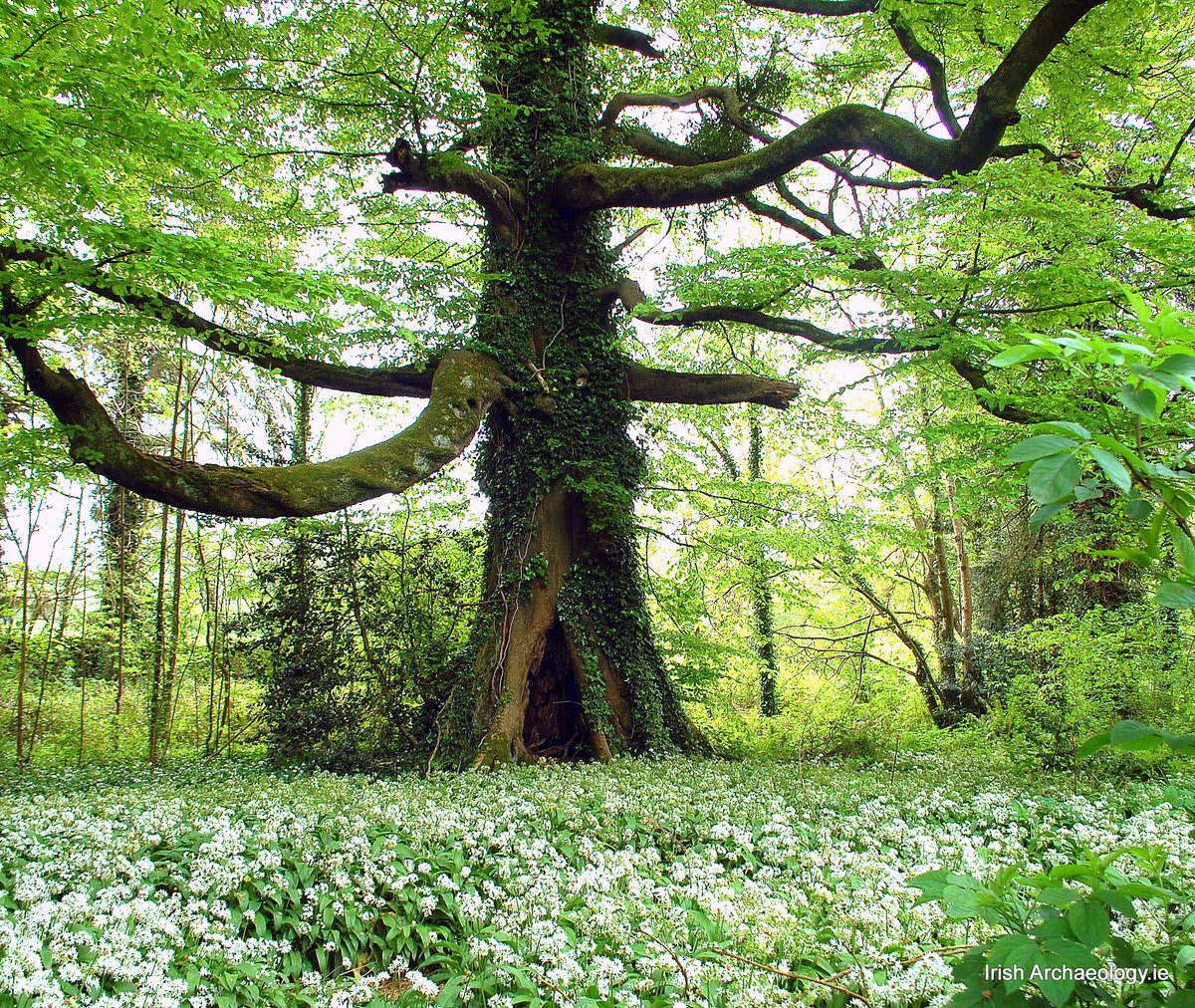 A magnificent old beech tree surrounded by wild garlic. Hollow inside, it must be a couple of 100 years old