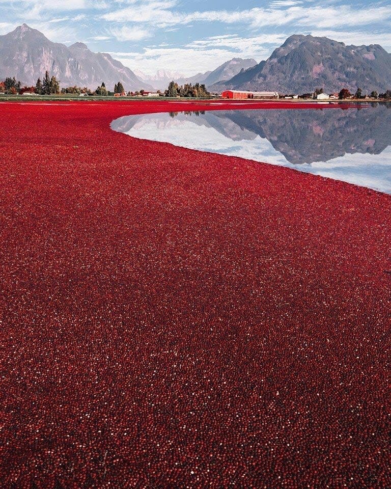 Cranberry Harvest in Canada