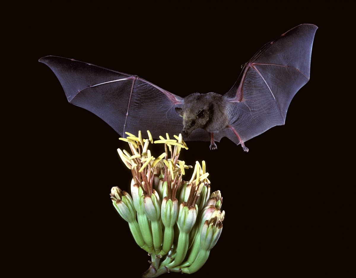From pollinating our favorite fruits () to eating pesky insects (), bats are heroes of the night! Check out some interesting bat facts and all the amazing things these creatures do for us. https://t.co/KqgF9EraHD Photo courtesy of