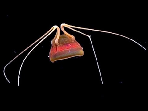 Strange Jellyfish Found in Hawaii | Deepsea Oddities: Unknown