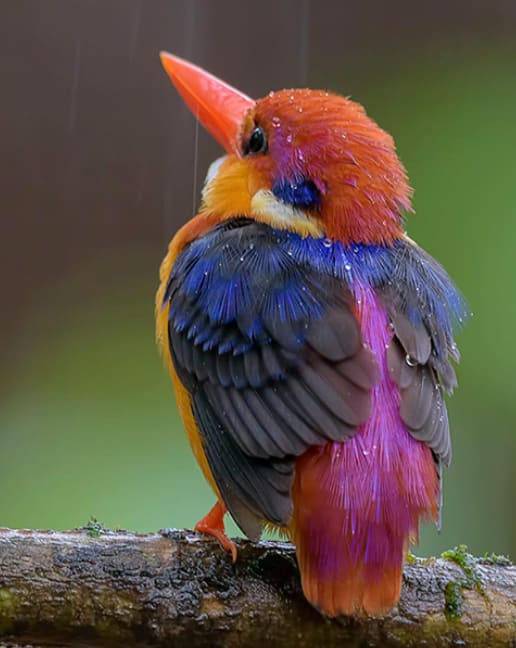 Monsoon jewels on Jewel of the Jungle- Oriental Dwarf Kingfisher.