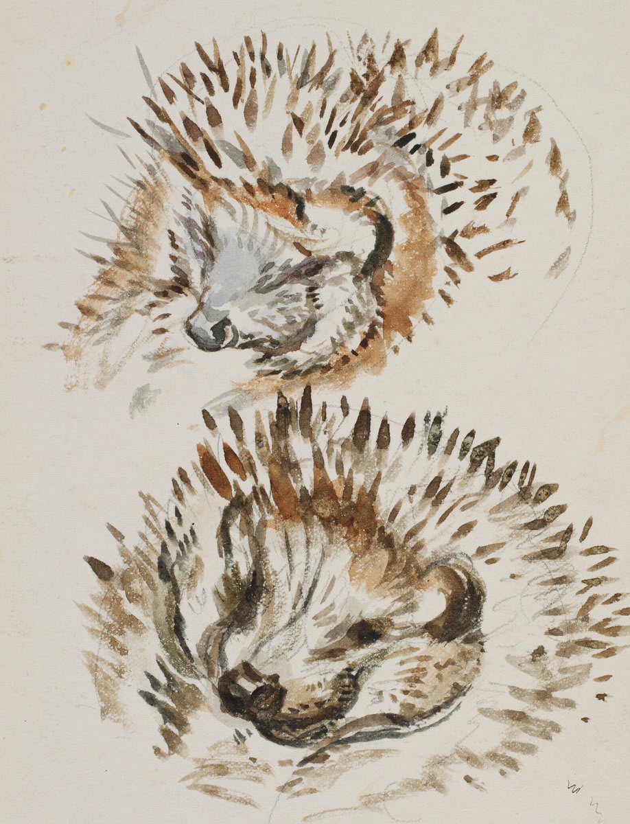 Beatrix Potter's watercolour study of Mrs Tiggy 🦔 Potter enjoyed observing animal habits and made numerous pencil studies of them from every angle. Tickets for Beatrix Potter: Drawn to Nature are now on sale - https://t.co/EtgDgT6PZr Image courtesy Frederick Warne & Co Ltd.