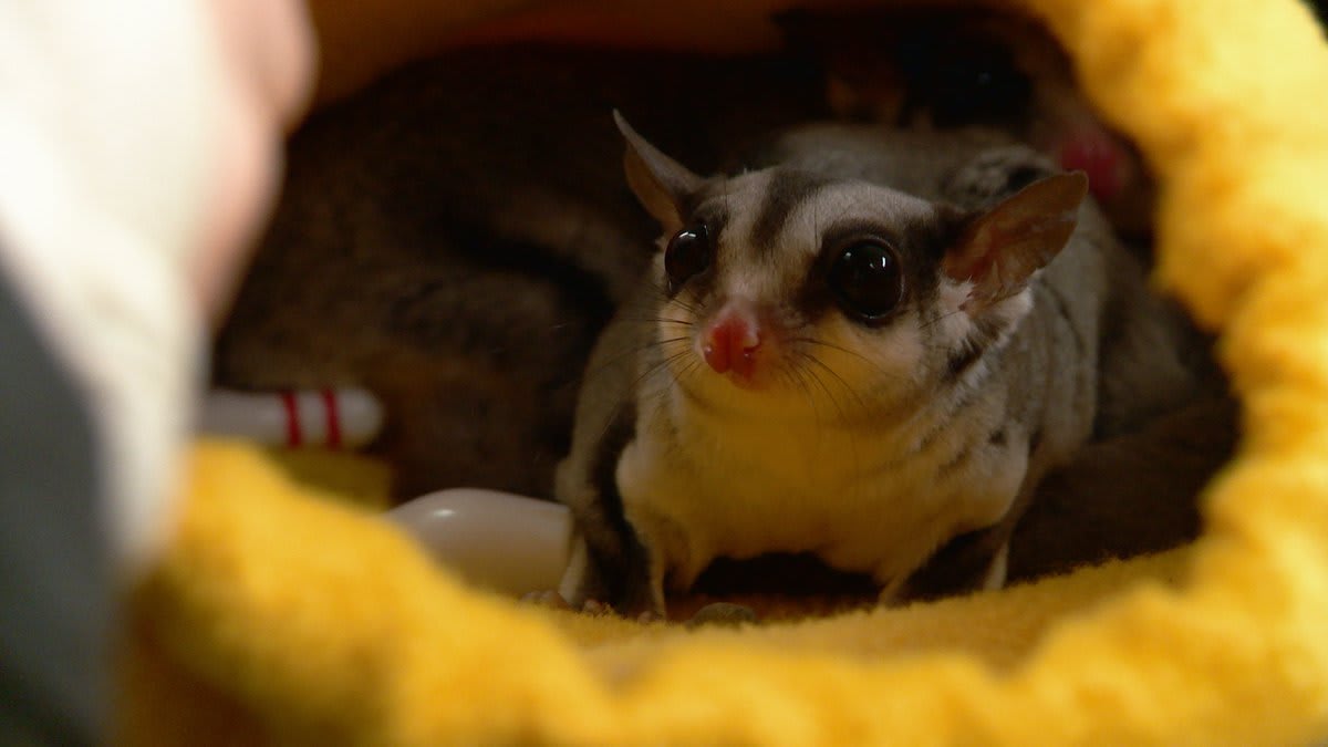 This sugar glider is certainly sweet, but its sugar high is long gone. Dr. Pol assesses its overall health.