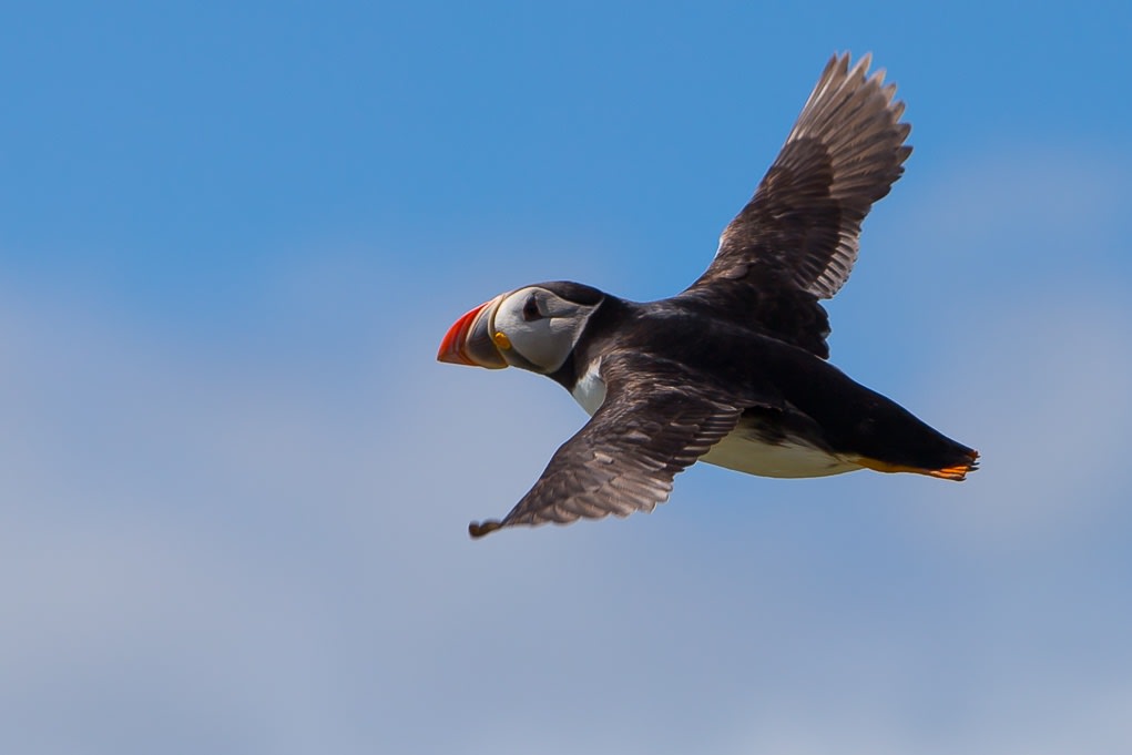 ITAP of a puffin in flight