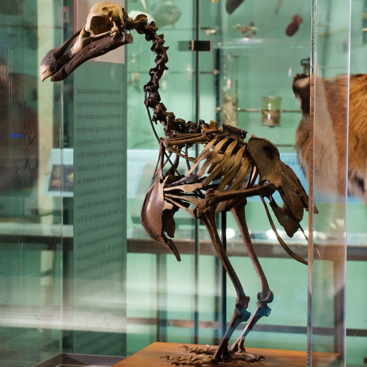 Exhibit of the Day: the Dodo from the Hall of Biodiversity! This bird went extinct in the 1600s, when people and other predators invaded its island home. Mauritius, east of Madagascar, is the only place dodos ever lived. Plan your weekend trip: