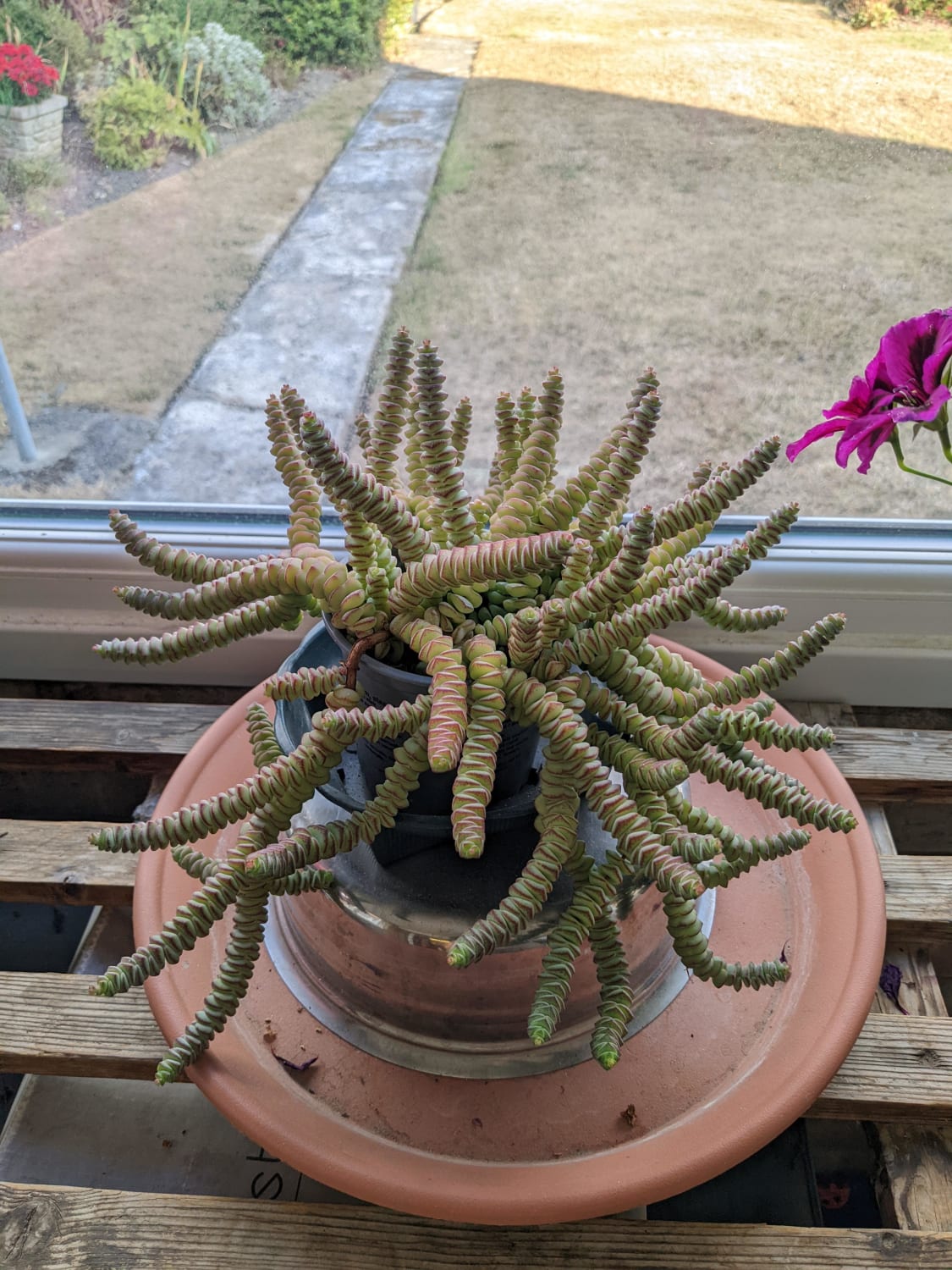 So I gave my Grandma her first succulent as a cutting. She calls it the funny little plant and despite never having cared for one before her natural green fingers have got it starting to flower and looking like this!