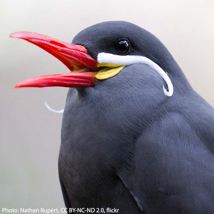 The Inca Tern might be spotted along the Pacific coast of South America, where it lives in large colonies. It prefers to hang out around the cool Humboldt Current, which provides it with plenty of anchovies to munch on. Both males & females don striking white mustaches.