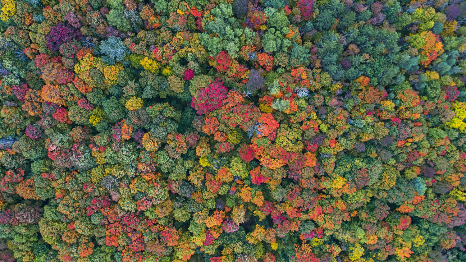Rainbow Broccoli Forest. Fall in the Finger Lakes of upstate New York