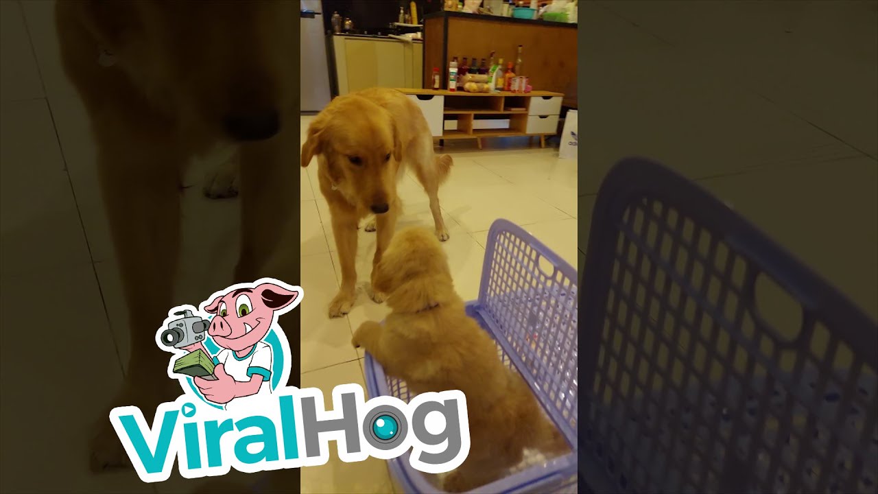 Golden Reaction to New Puppy || ViralHog