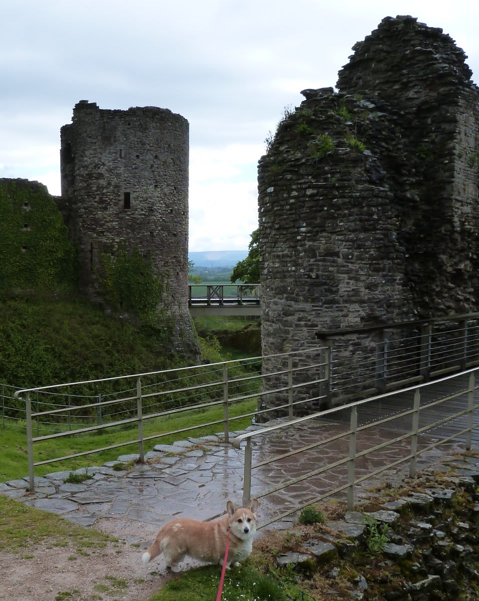 RT @tootgard: A Welsh dog at a Welsh castle! Sherry corgi visiting the beautiful White Castle near Abergavenny