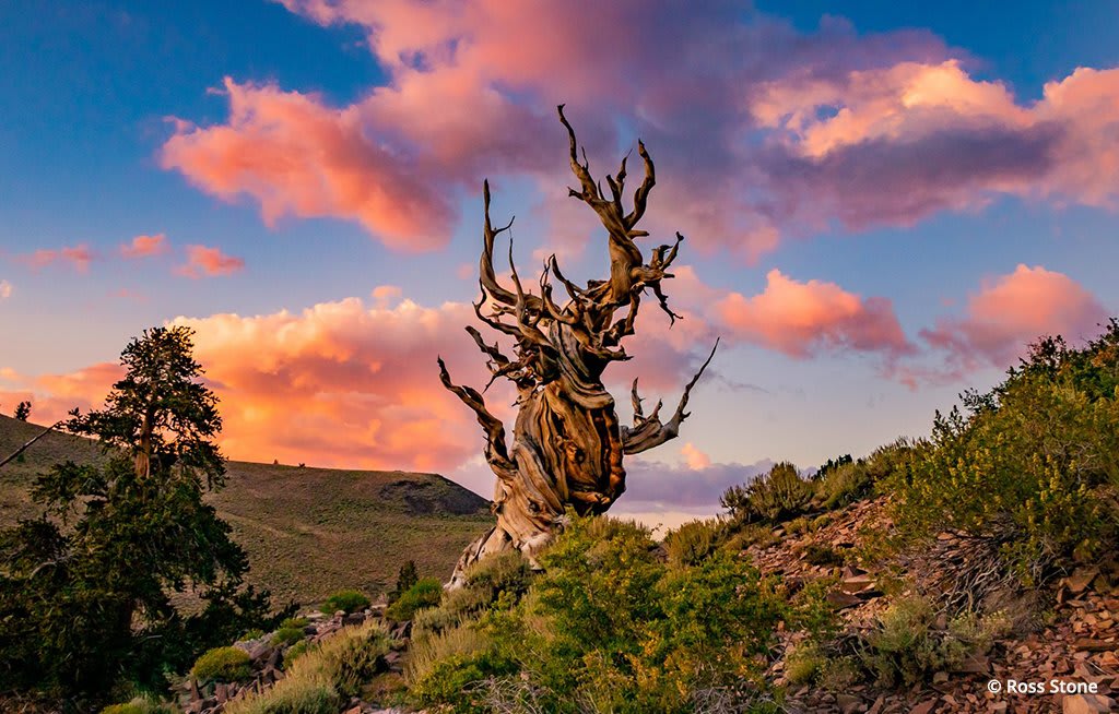 Photo Of The Day: “Picturesque Sunset Over The Ancient Bristlecone Pine Forest” by Ross Stone. Location: Inyo County, California. View our Photo Of The Day gallery at