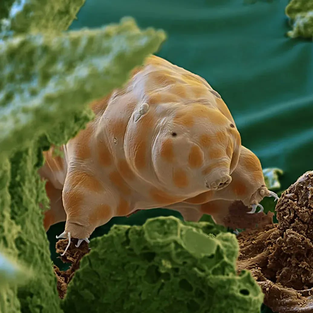 Brilliantly captured peeking out from behind some vegetation through an electron scanning microscope is a newly described species of tardigrade, Ramazzottius kretschmanni. Only about 0.25 mm long, they eat moss and algae. 📷 eyeofscience/Instagram