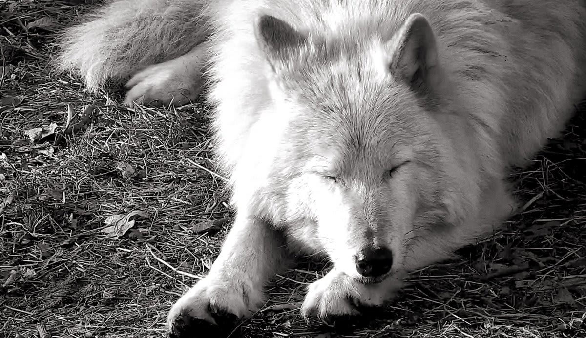 Dreaming of a world where no wolf cowers on the edge of extinction. Curl up with Nikai right now via live webcam ➡️