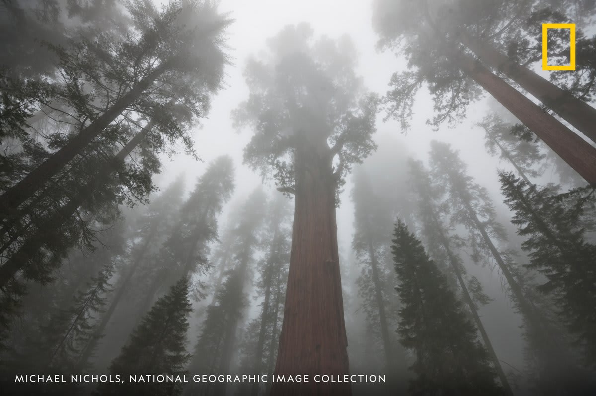 The General Sherman Tree, the largest tree in the world, Sequoia National Park, California, USA.