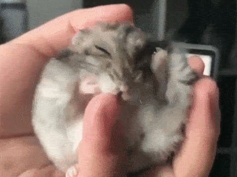 Just a tiny hamster lovingly grooming their human