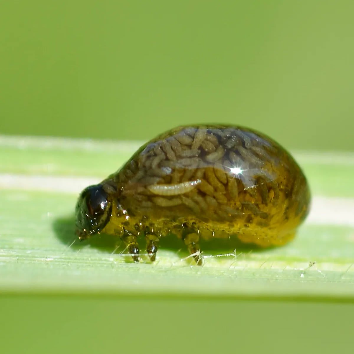 This revolting weirdo carries its own poop on its back Poop backpacks are not uncommon for leaf beetle larvae (Cassidinae). Some are still gooey, while others encase theirs like this one, for camouflage, or parasite deterrent purposes.  Gilles San Martin/Wiki/CC BY-SA 3.0