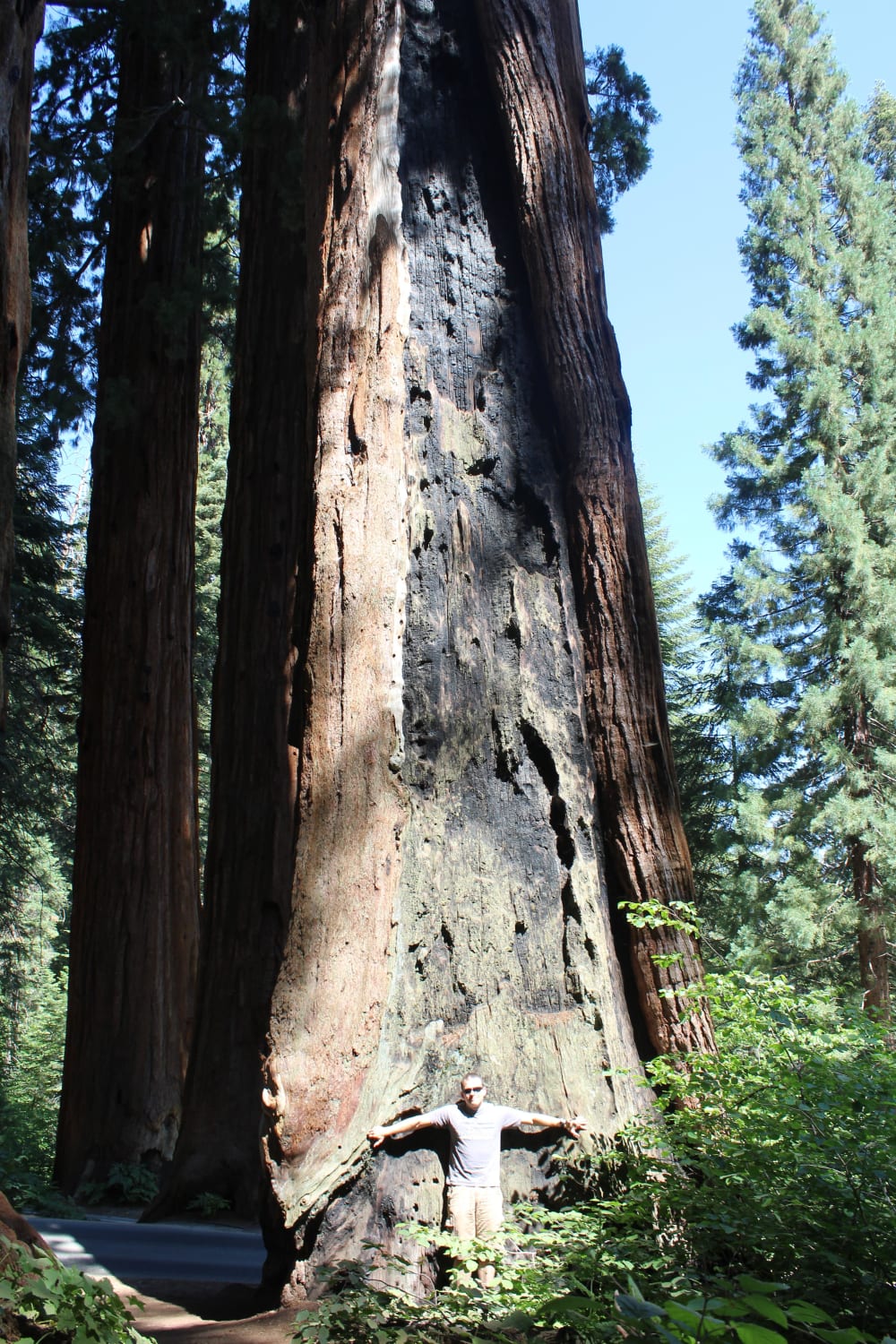 The gigantic trees of Sequoia National Park