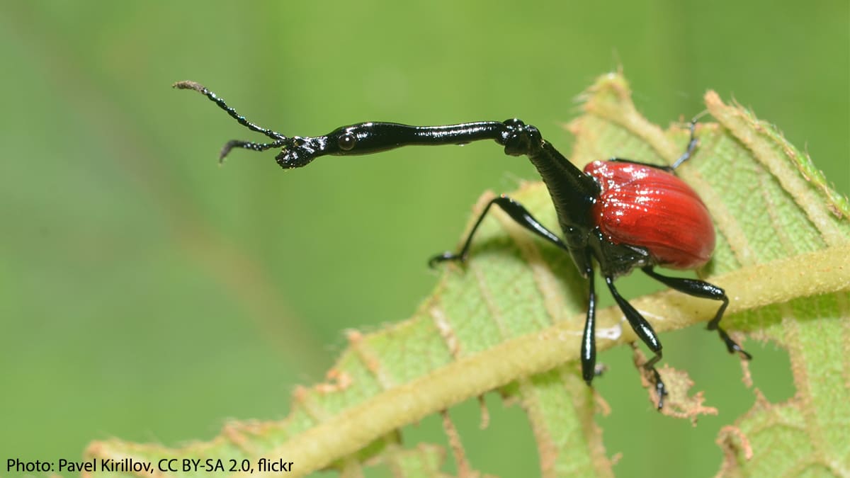 What’s with the long neck? Male giraffe weevils use their lengthy necks to fight with each other and compete for mates. Giraffe weevils live in the forests of Madagascar; scientists didn’t discover the species until 2008!