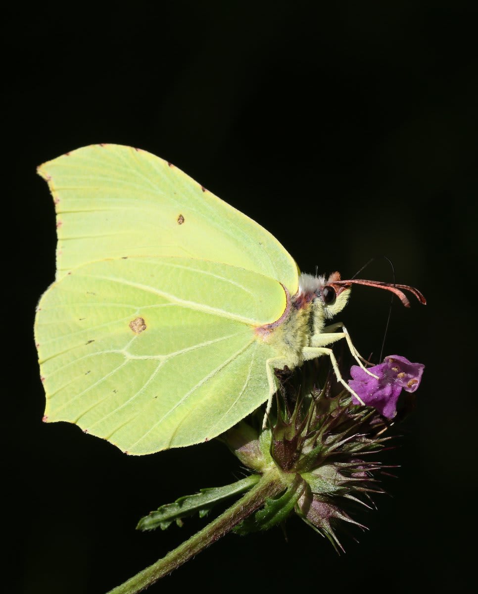Image by Sandra Standbridge Can you be-leaf it? 🌿 This brimstone butterfly is known as the master of disguise for its camouflaging abilities.