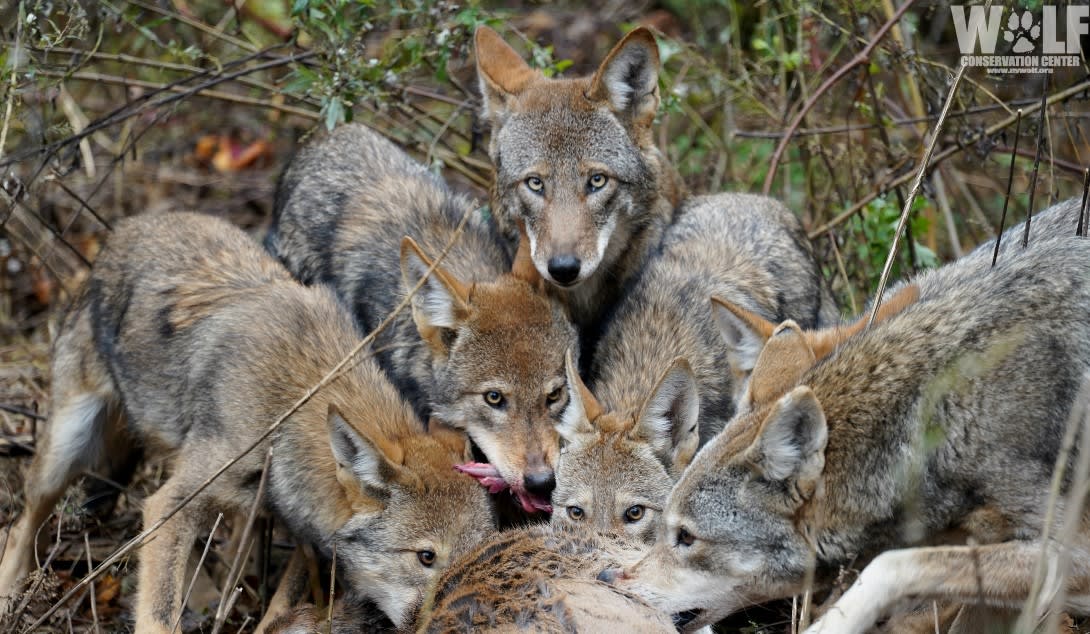 Dinner time We're not sure what your plans are, but for the wolves who call the Wolf Conservation Center home - road-killed deer is on the menu. Diet impacts a wolf's gastrointestinal health. That's why it's key to keep a wolf's gut as “wild” as possible.