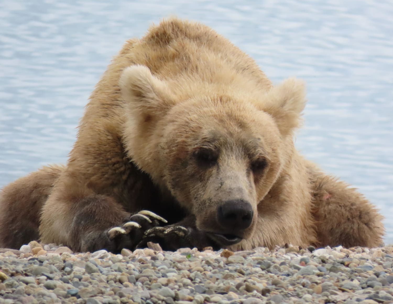 Grizzly Bear Taking a Break in Katmai National Park, Alaska