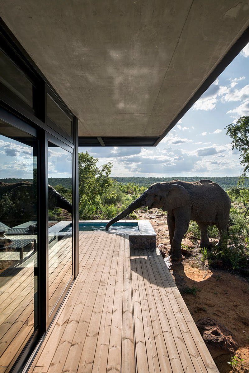 w design embeds luxurious glass suite in the heart of south african wilderness reserve