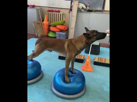 This police dog is practicing balance and stretching exercises.