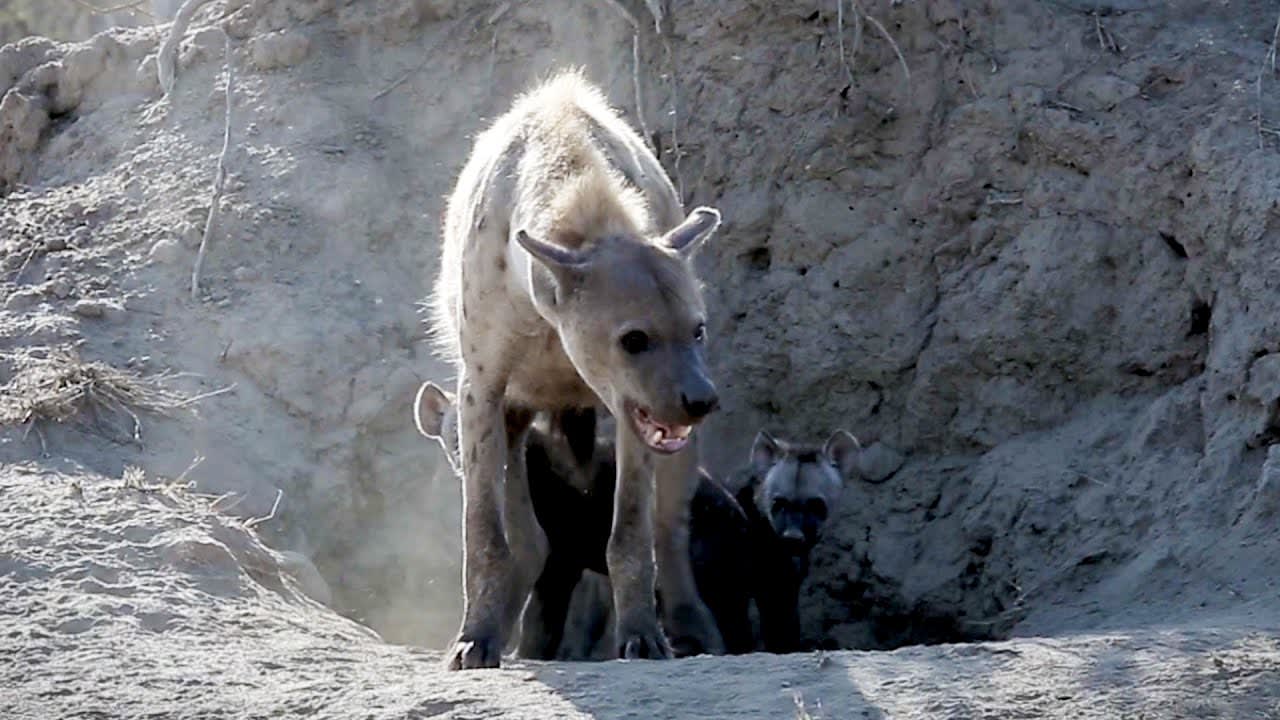 Disturbing Encounter with Hyena Mother | Bad Natured | BBC Earth