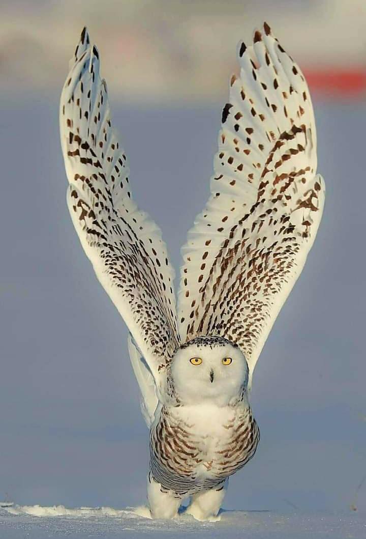Snowy Owl looking very majestic.