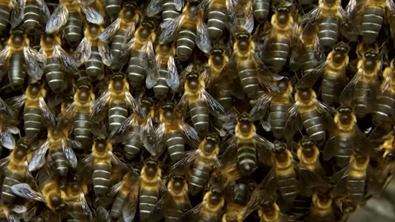 Why Do These Bee's Buzz in Sync? | BBC Earth